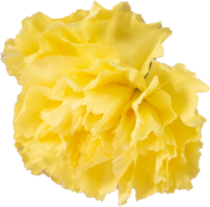 Blüte einer gelben Nelke